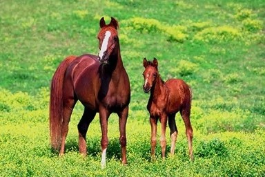 Horse04